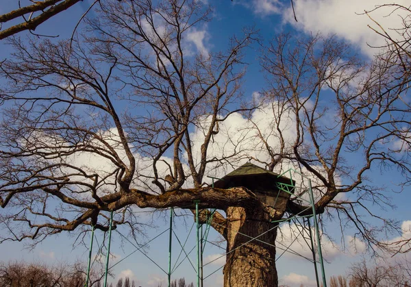 The ancient oak, which is about 800 years old, is guarded by a charitable foundation. They would have died if it wasn't for the care. Once upon a time, the famous writer Taras Shevchenko lived and wrote his works next to them. 