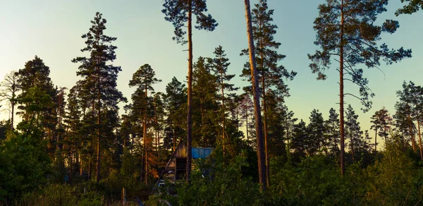 An abandoned dwelling surrounded by forest. Wild birds have found an opportunity to nest here and hide from the weather