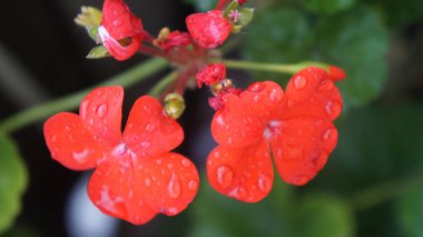 Kırmızı sardunya çiçekleri yağmurdan sonra yakın plan