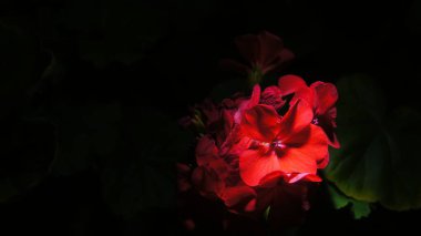 Koyu arkaplanda kırmızı sardunya çiçekleri