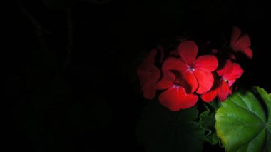 Koyu arkaplanda kırmızı sardunya çiçekleri