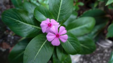 Güzel çiçekler etrafındaki yapraklarla mükemmel bir şekilde desteklenir.