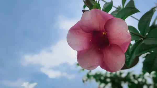 Allamanda Blancheti Blooming Blue Sky Taken Low Angle — Stok fotoğraf