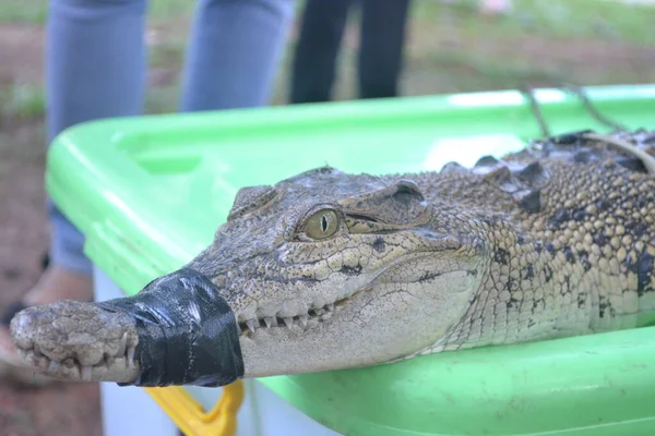Egy Mocsári Krokodil Ami Kijött Fészekből Ragtapasszal Szájba Kötötték — Stock Fotó