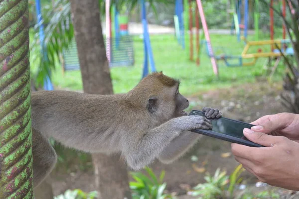 Snatching Monkey Takes Goods — Stockfoto