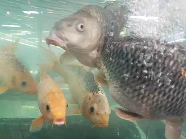 Peixinhos Dourados Nadando Aquário Com Água Clara Parece Muito Bonito — Fotografia de Stock