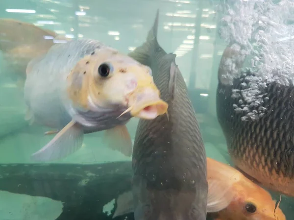 Goudvissen Zwemmen Het Aquarium Met Helder Water Ziet Erg Mooi — Stockfoto