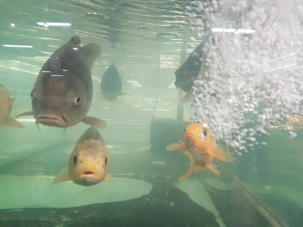 Goudvissen Zwemmen Het Aquarium Met Helder Water Ziet Erg Mooi — Stockfoto