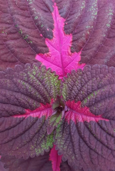 purple leaves background of alternanthera plant. creative layout made of purple leaves. nature concept