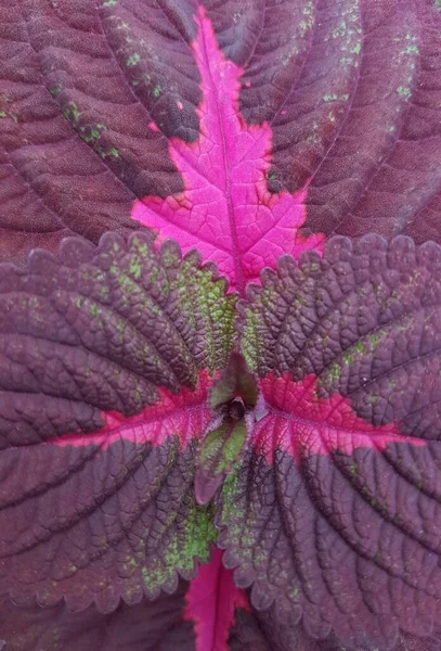 purple leaves background of alternanthera plant. creative layout made of purple leaves. nature concept