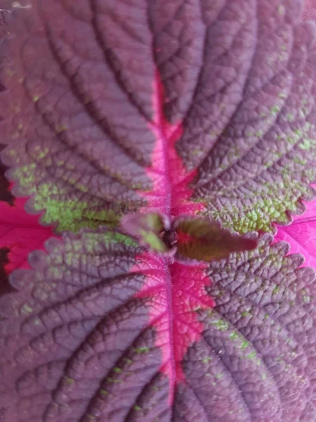 purple leaves background of alternanthera plant. creative layout made of purple leaves. nature concept