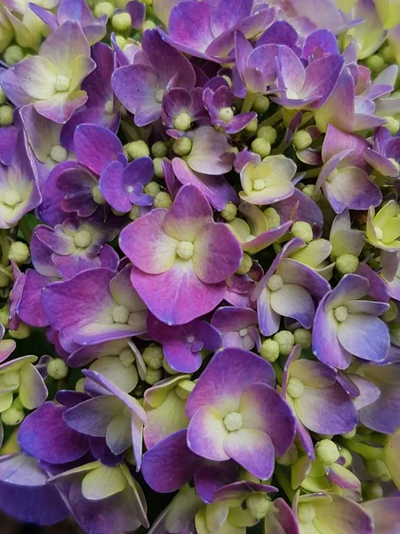 purple leaves background of alternanthera plant. creative layout made of purple leaves. nature concept