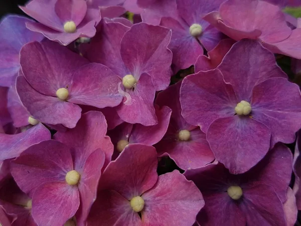 purple leaves background of alternanthera plant. creative layout made of purple leaves. nature concept