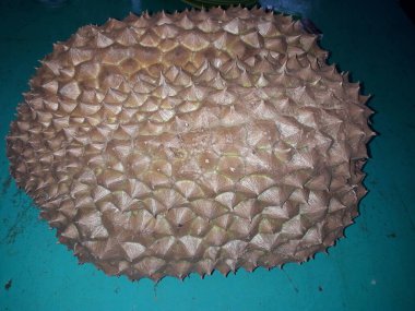 Endonezya 'dan gelen tatlı taze Durian meyvesi. Olgun durian. Soyulmuş lezzetli Durian peyniri..