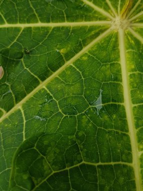 Yeşil yapraklar sabah ışığında çiğ damlaları ile açık havada kapanış makrosu, panorama, arka plan. Saflığın ve doğanın tazeliğinin güzel sanatsal görüntüsü.