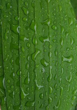 Yeşil yapraklar sabah ışığında çiğ damlaları ile açık havada kapanış makrosu, panorama, arka plan. Saflığın ve doğanın tazeliğinin güzel sanatsal görüntüsü.