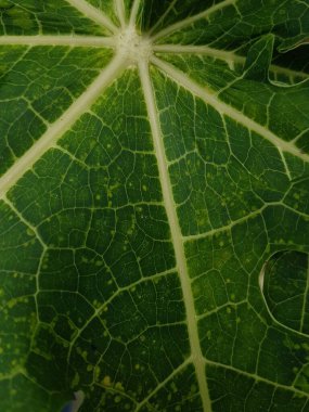Yeşil yapraklar sabah ışığında çiğ damlaları ile açık havada kapanış makrosu, panorama, arka plan. Saflığın ve doğanın tazeliğinin güzel sanatsal görüntüsü.
