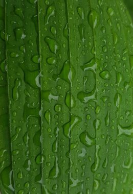 Yeşil yapraklar sabah ışığında çiğ damlaları ile açık havada kapanış makrosu, panorama, arka plan. Saflığın ve doğanın tazeliğinin güzel sanatsal görüntüsü.