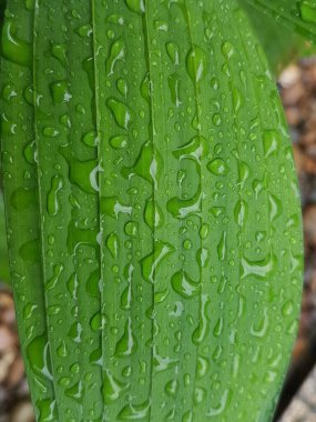 Yeşil yapraklar sabah ışığında çiğ damlaları ile açık havada kapanış makrosu, panorama, arka plan. Saflığın ve doğanın tazeliğinin güzel sanatsal görüntüsü.