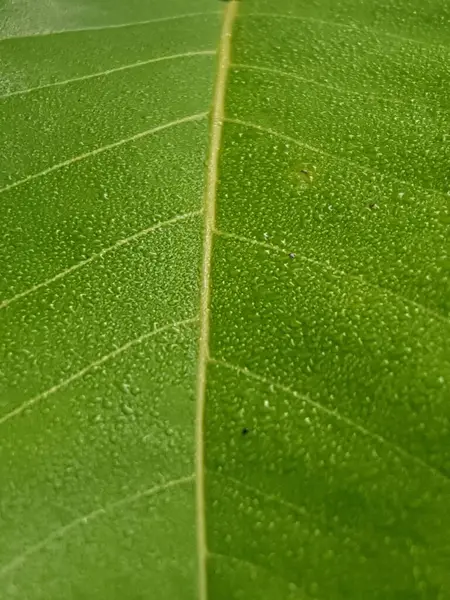 Folhas Verdes Com Gotas Orvalho Água Luz Manhã Primavera Livre — Fotografia de Stock