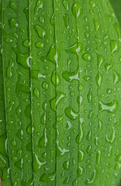 Green Leaves Drops Water Dew Morning Light Spring Outdoors Close — Stockfoto