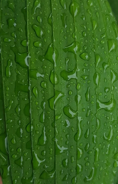 Green Leaves Drops Water Dew Morning Light Spring Outdoors Close — Stockfoto