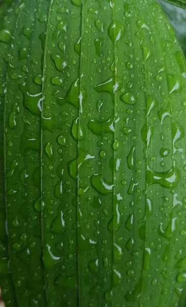 Groene Bladeren Met Druppels Water Dauw Ochtend Licht Voorjaar Buiten — Stockfoto