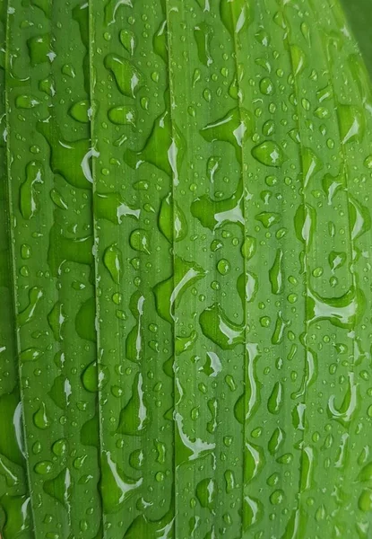 Green Leaves Drops Water Dew Morning Light Spring Outdoors Close — 图库照片