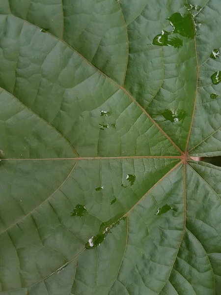 Green Leaves Drops Water Dew Morning Light Spring Outdoors Close — Stockfoto