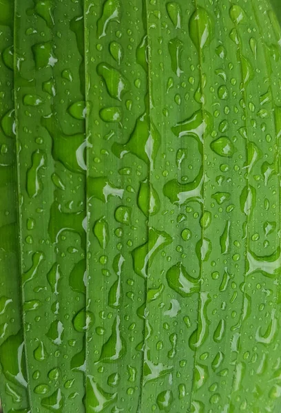 Green Leaves Drops Water Dew Morning Light Spring Outdoors Close — Foto Stock