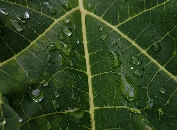 Green Leaves Drops Water Dew Morning Light Spring Outdoors Close — 图库照片