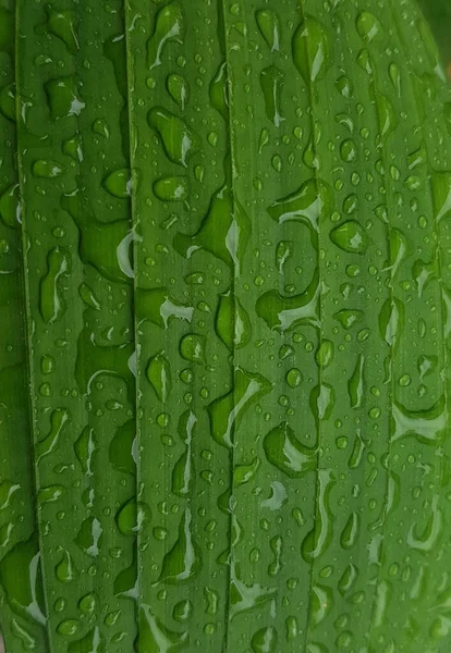 Green Leaves Drops Water Dew Morning Light Spring Outdoors Close — 图库照片