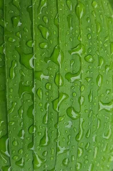 Groene Bladeren Met Druppels Water Dauw Ochtend Licht Voorjaar Buiten — Stockfoto