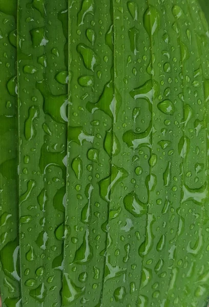 Green Leaves Drops Water Dew Morning Light Spring Outdoors Close — Stockfoto