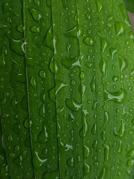 Green Leaves Drops Water Dew Morning Light Spring Outdoors Close — Foto Stock