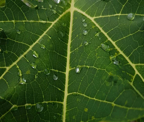 Green Leaves Drops Water Dew Morning Light Spring Outdoors Close — Foto Stock