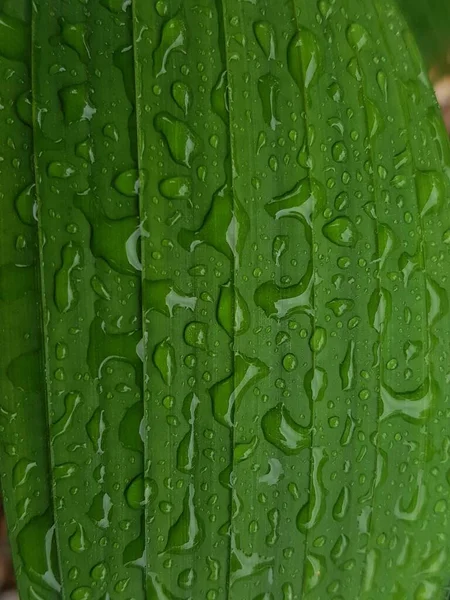 Green Leaves Drops Water Dew Morning Light Spring Outdoors Close — Photo