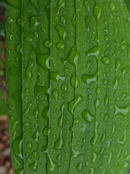 Zielone Liście Kroplami Rosy Wodnej Świetle Porannym Wiosna Zewnątrz Makro — Zdjęcie stockowe