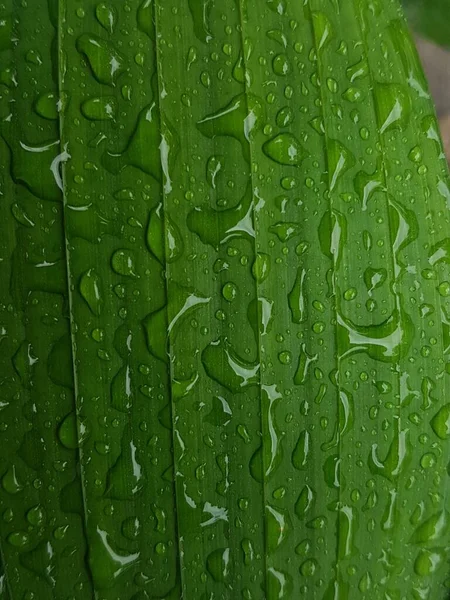 Green Leaves Drops Water Dew Morning Light Spring Outdoors Close — Stok Foto