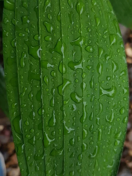 Green Leaves Drops Water Dew Morning Light Spring Outdoors Close — Fotografia de Stock