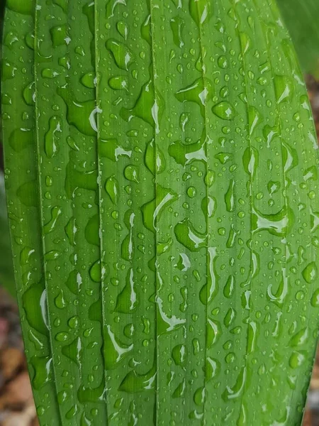 Green Leaves Drops Water Dew Morning Light Spring Outdoors Close — 图库照片