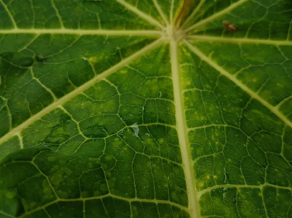 Green Leaves Drops Water Dew Morning Light Spring Outdoors Close — Foto Stock