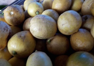 Pazarda taze portakal yığınları satılır. Vücudun C vitamininden bağışıklık kazanması vücuda yararlı olabilir.