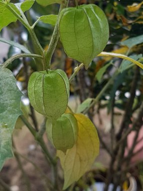 Close-up view of groundcherries wild fruit on tree in the garden. Groundcherries also known as cecenet, cecendet, kopok-kopokan, ciplukan, Physalis peruviana, and Inca berry
