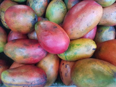 Taze kırmızı lrwin mangoları bir meyve dükkanında satılıktır.