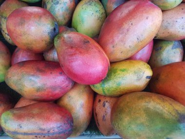 Taze kırmızı lrwin mangoları bir meyve dükkanında satılıktır.