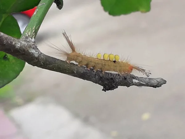 Yellow Caterpillar Crawled Tree Trunk — Foto de Stock