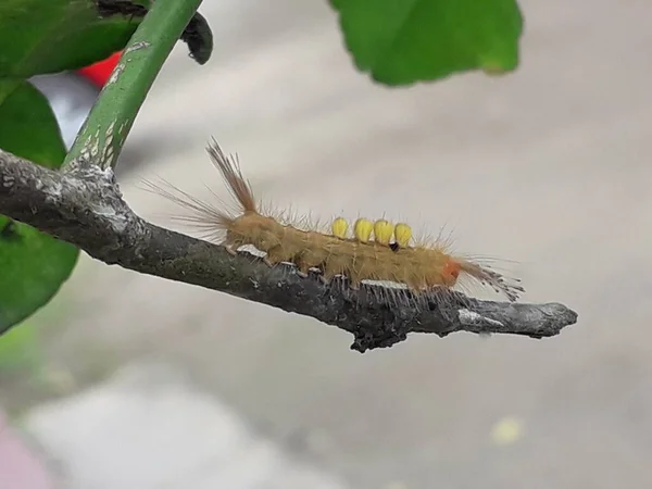 Yellow Caterpillar Crawled Tree Trunk — Fotografia de Stock