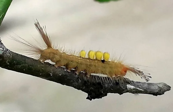 Yellow Caterpillar Crawled Tree Trunk —  Fotos de Stock