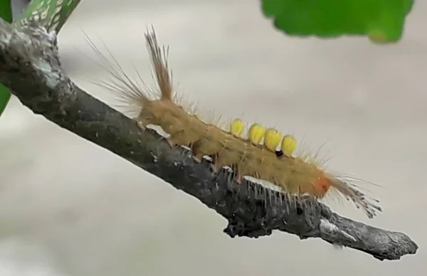 Yellow Caterpillar Crawled Tree Trunk — 图库照片